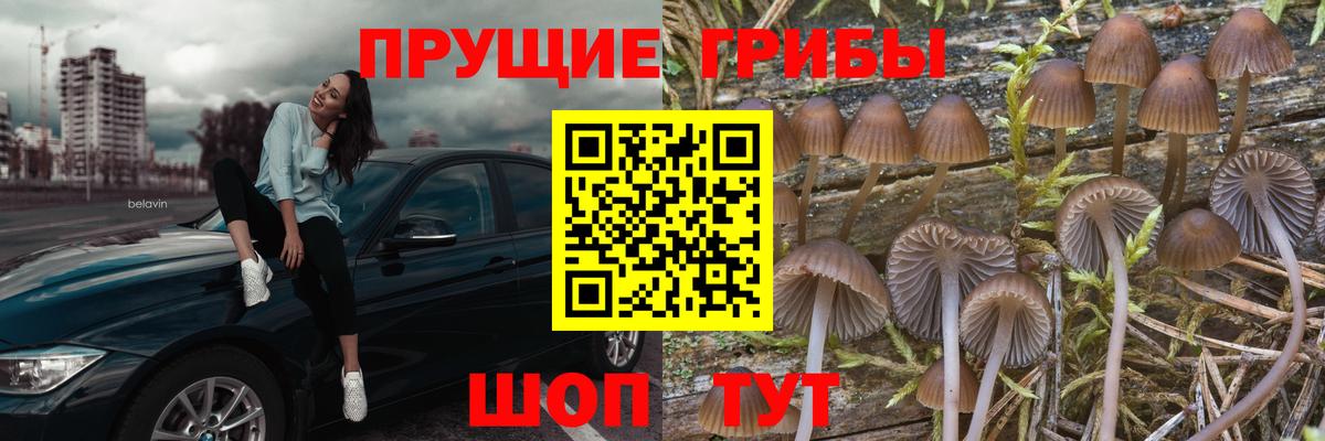 Галлюциногенные грибы Psilocybe Курск