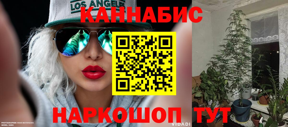 Конопля конопля Курск